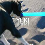 yuki yaki yuki yaki