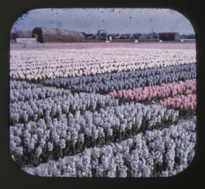 holland-tulips-viewmaster-ryan-van-winkle-dan-gorman